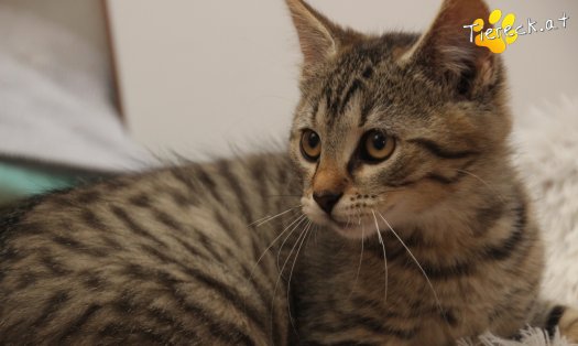 Katze Holli (Foto by Tiereck.at - Lavanttaler Tierhilfe)