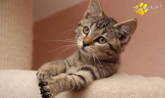 Katze Holli (Foto by Tiereck.at - Lavanttaler Tierhilfe)