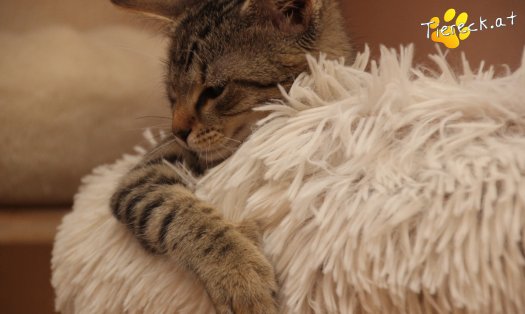 Katze Holly (Foto by Tiereck.at - Lavanttaler Tierhilfe)
