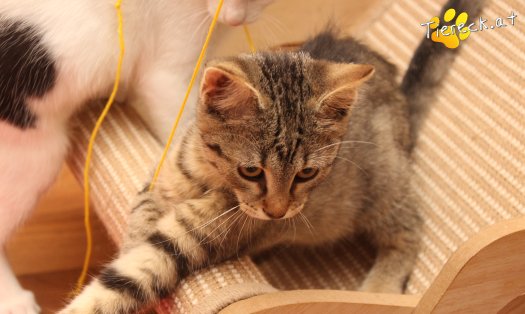 Katze Holly (Foto by Tiereck.at - Lavanttaler Tierhilfe)