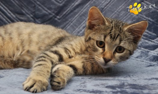 Katze Holly (Foto by Tiereck.at - Lavanttaler Tierhilfe)