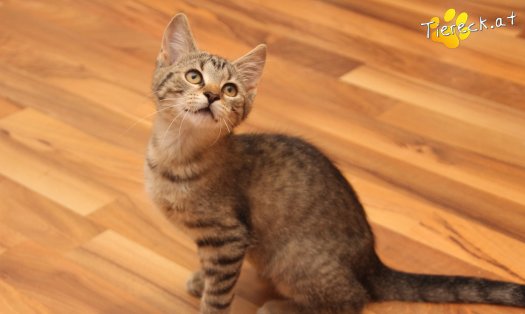 Katze Holly (Foto by Tiereck.at - Lavanttaler Tierhilfe)