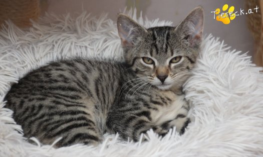 Katze Olli (Foto by Tiereck.at - Lavanttaler Tierhilfe)