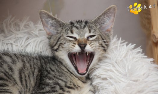 Katze Olli (Foto by Tiereck.at - Lavanttaler Tierhilfe)