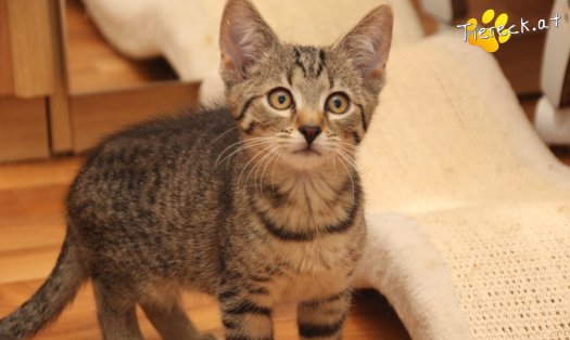 Katze Olli (Foto by Tiereck.at - Lavanttaler Tierhilfe)