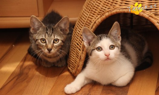 Katze Olli (Foto by Tiereck.at - Lavanttaler Tierhilfe)