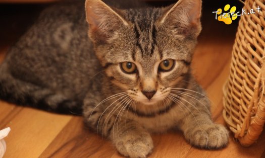 Katze Olli (Foto by Tiereck.at - Lavanttaler Tierhilfe)