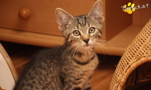 Katze Olli (Foto by Tiereck.at - Lavanttaler Tierhilfe)