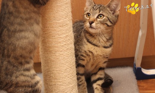Katze Olli (Foto by Tiereck.at - Lavanttaler Tierhilfe)