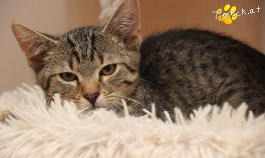 Katze Olli (Foto by Tiereck.at - Lavanttaler Tierhilfe)