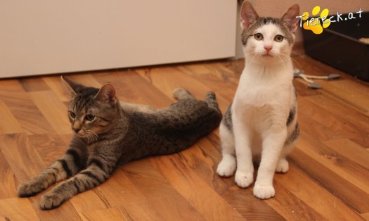 Katze Olli (Foto by Tiereck.at - Lavanttaler Tierhilfe)