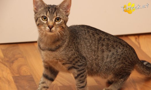 Katze Olli (Foto by Tiereck.at - Lavanttaler Tierhilfe)