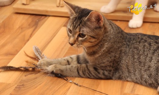 Katze Olli (Foto by Tiereck.at - Lavanttaler Tierhilfe)