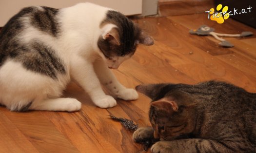Katze Olli (Foto by Tiereck.at - Lavanttaler Tierhilfe)