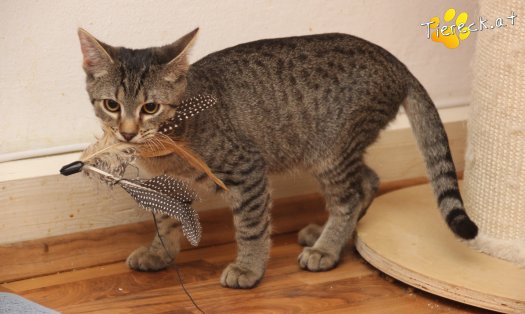 Katze Olli (Foto by Tiereck.at - Lavanttaler Tierhilfe)