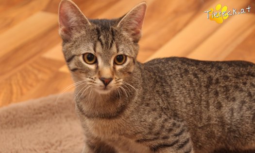 Katze Olli (Foto by Tiereck.at - Lavanttaler Tierhilfe)