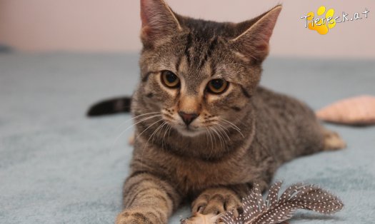 Katze Olli (Foto by Tiereck.at - Lavanttaler Tierhilfe)