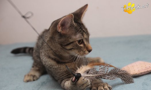 Katze Olli (Foto by Tiereck.at - Lavanttaler Tierhilfe)