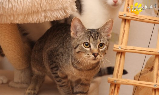 Katze Olli (Foto by Tiereck.at - Lavanttaler Tierhilfe)