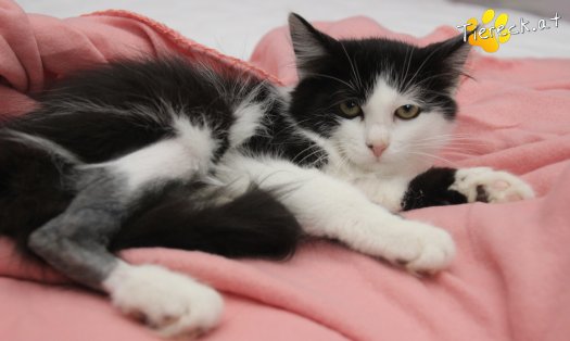 Katze Sammy (Foto by Tiereck.at - Lavanttaler Tierhilfe)