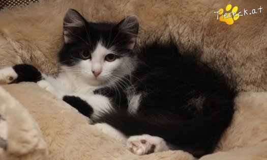 Katze Sammy (Foto by Tiereck.at - Lavanttaler Tierhilfe)