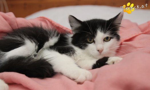 Katze Sammy (Foto by Tiereck.at - Lavanttaler Tierhilfe)