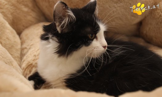 Katze Sammy (Foto by Tiereck.at - Lavanttaler Tierhilfe)