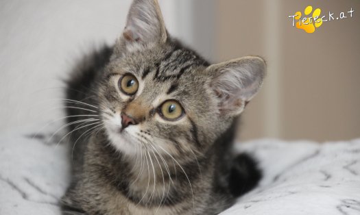 Katze Timo (Foto by Tiereck.at - Lavanttaler Tierhilfe)