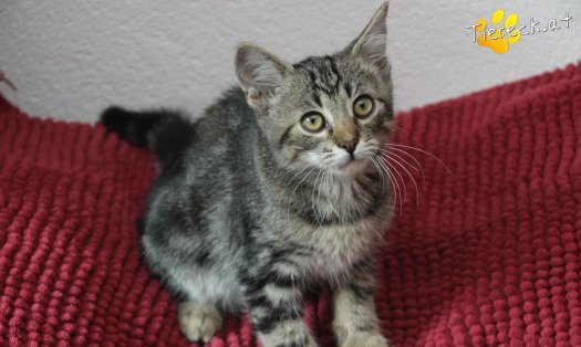 Katze Timo (Foto by Tiereck.at - Lavanttaler Tierhilfe)