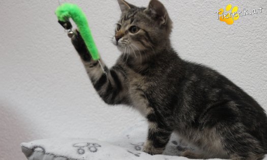 Katze Timo (Foto by Tiereck.at - Lavanttaler Tierhilfe)