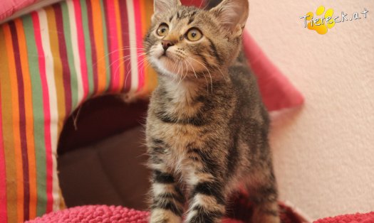 Katze Timo (Foto by Tiereck.at - Lavanttaler Tierhilfe)