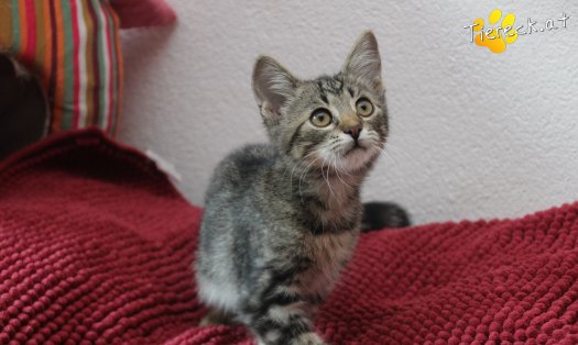 Katze Timo (Foto by Tiereck.at - Lavanttaler Tierhilfe)