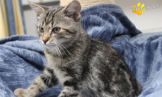 Katze Timo (Foto by Tiereck.at - Lavanttaler Tierhilfe)