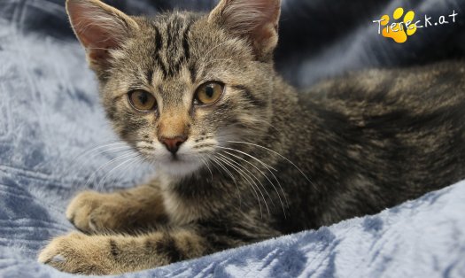 Katze Timo (Foto by Tiereck.at - Lavanttaler Tierhilfe)