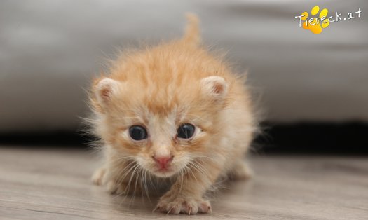 Katze Rusty (Foto by Tiereck.at - Lavanttaler Tierhilfe)