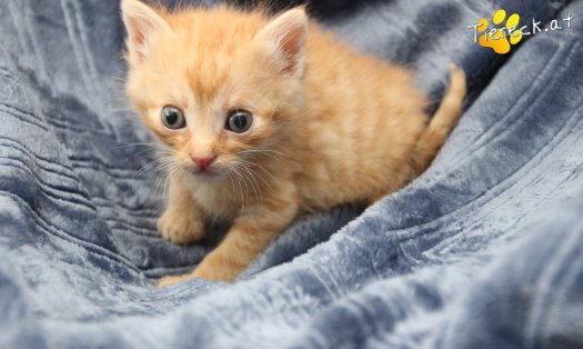 Katze Rusty (Foto by Tiereck.at - Lavanttaler Tierhilfe)