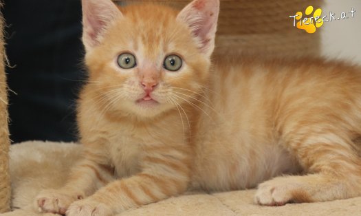 Katze Rusty (Foto by Tiereck.at - Lavanttaler Tierhilfe)