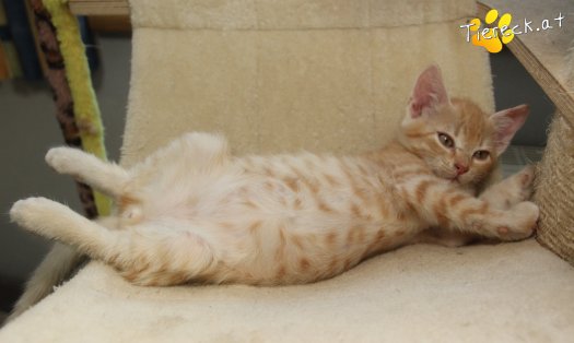 Katze Rusty (Foto by Tiereck.at - Lavanttaler Tierhilfe)