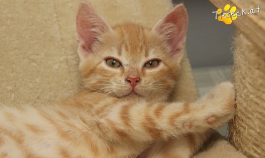 Katze Rusty (Foto by Tiereck.at - Lavanttaler Tierhilfe)