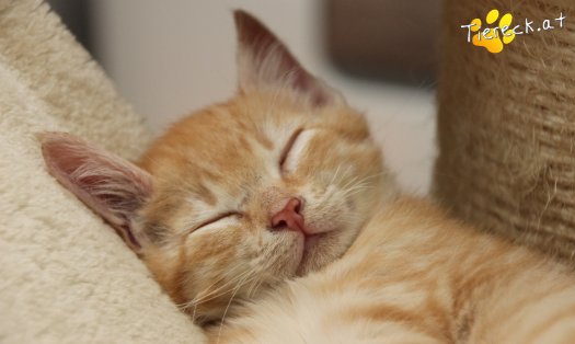 Katze Rusty (Foto by Tiereck.at - Lavanttaler Tierhilfe)