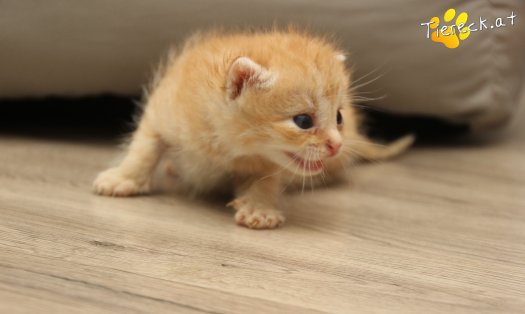 Katze Chili (Foto by Tiereck.at - Lavanttaler Tierhilfe)