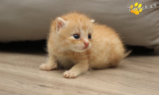 Katze Chili (Foto by Tiereck.at - Lavanttaler Tierhilfe)