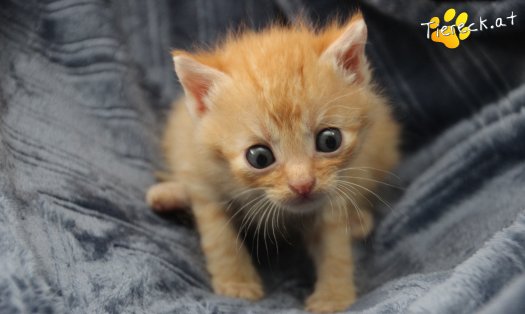 Katze Chili (Foto by Tiereck.at - Lavanttaler Tierhilfe)