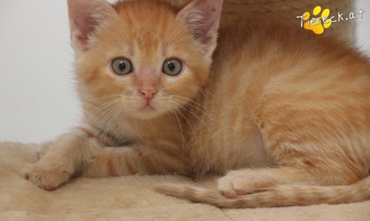 Katze Chili (Foto by Tiereck.at - Lavanttaler Tierhilfe)