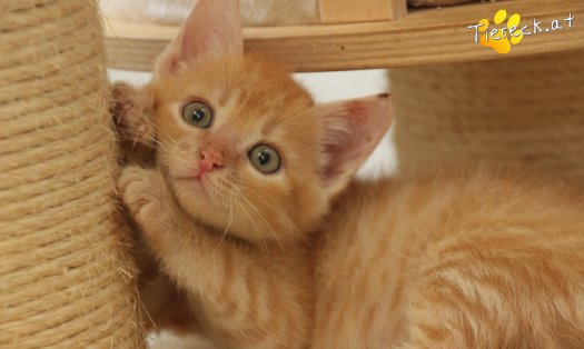 Katze Chili (Foto by Tiereck.at - Lavanttaler Tierhilfe)