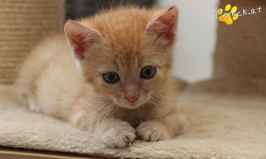 Katze Chili (Foto by Tiereck.at - Lavanttaler Tierhilfe)