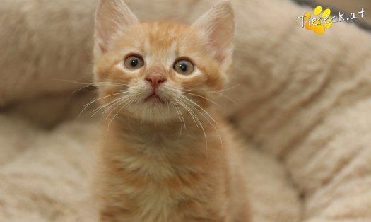 Katze Chili (Foto by Tiereck.at - Lavanttaler Tierhilfe)