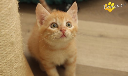 Katze Chili (Foto by Tiereck.at - Lavanttaler Tierhilfe)