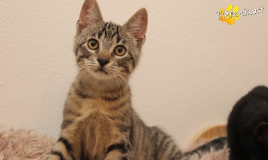 Katze Theo (Foto by Tiereck.at - Lavanttaler Tierhilfe)