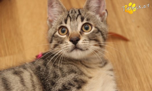 Katze Theo (Foto by Tiereck.at - Lavanttaler Tierhilfe)